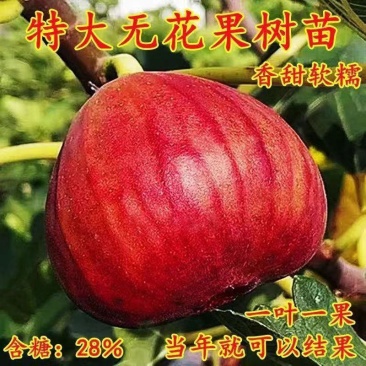 无花果树苗波姬红无花果，布兰瑞克，青皮，紫果金傲芬可签证