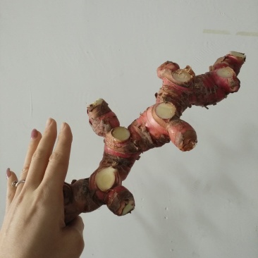南姜山姜头