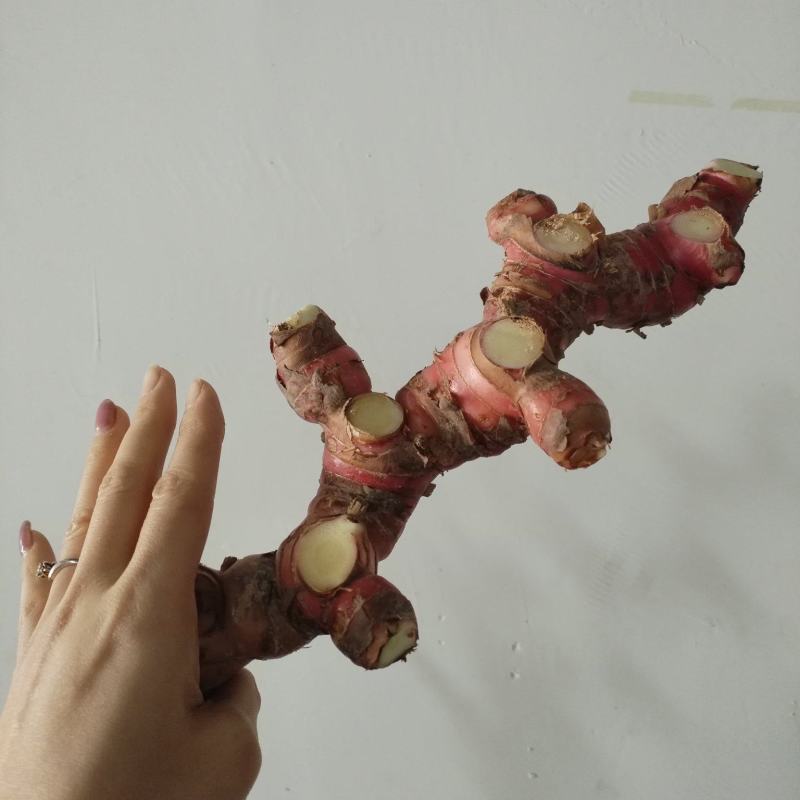 南姜山姜头