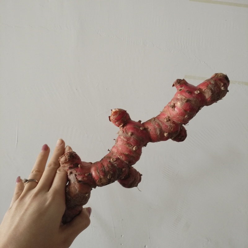 南姜山姜头