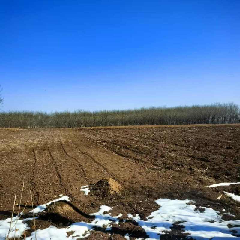 陕西云杉树基地直发价格透明欢迎实地考察或电话联系