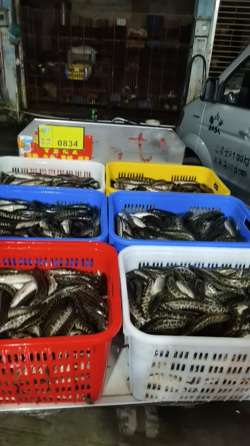 大量供应放生鱼