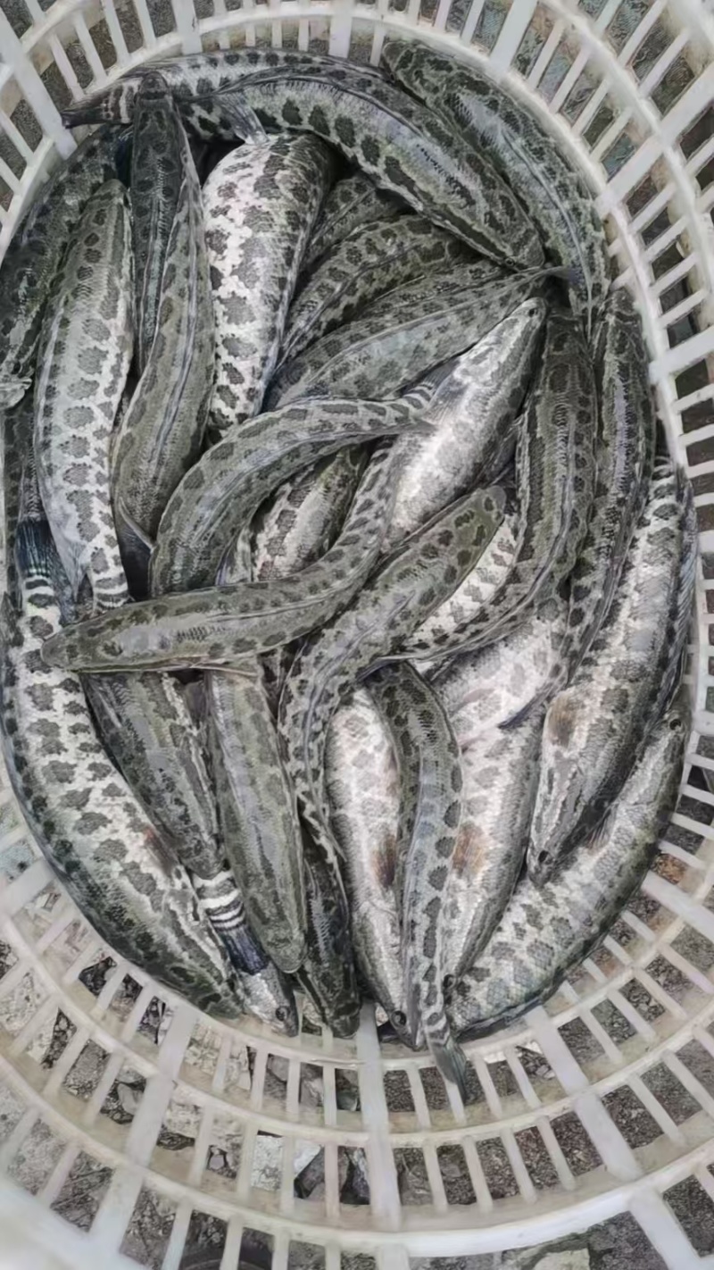 大量供应放生鱼