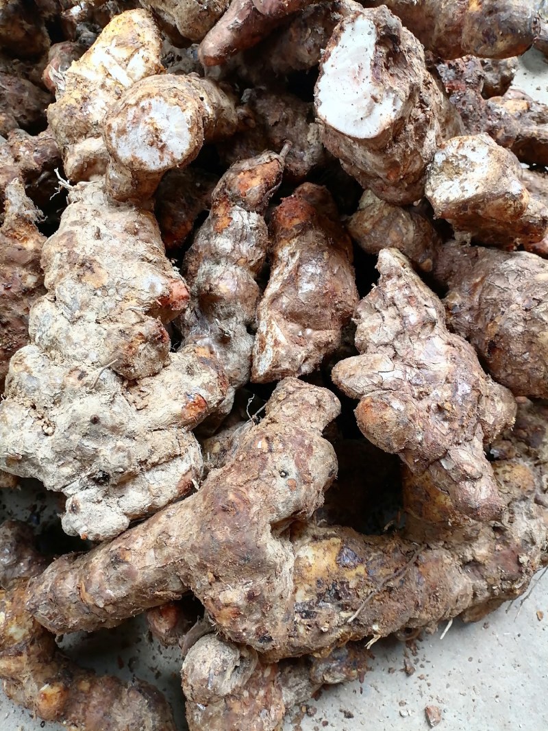 野生白肉土茯苓规格3两以上大土茯苓白肉批发零售