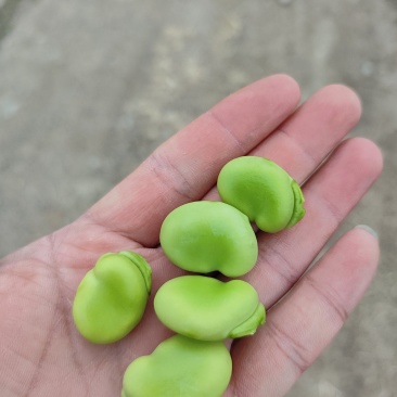 福建蚕豆产地直批