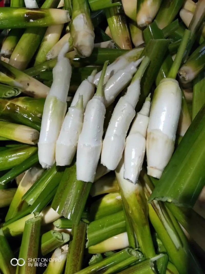 湖北仙桃双季早熟水果茭白苗/量大价优/一手货源