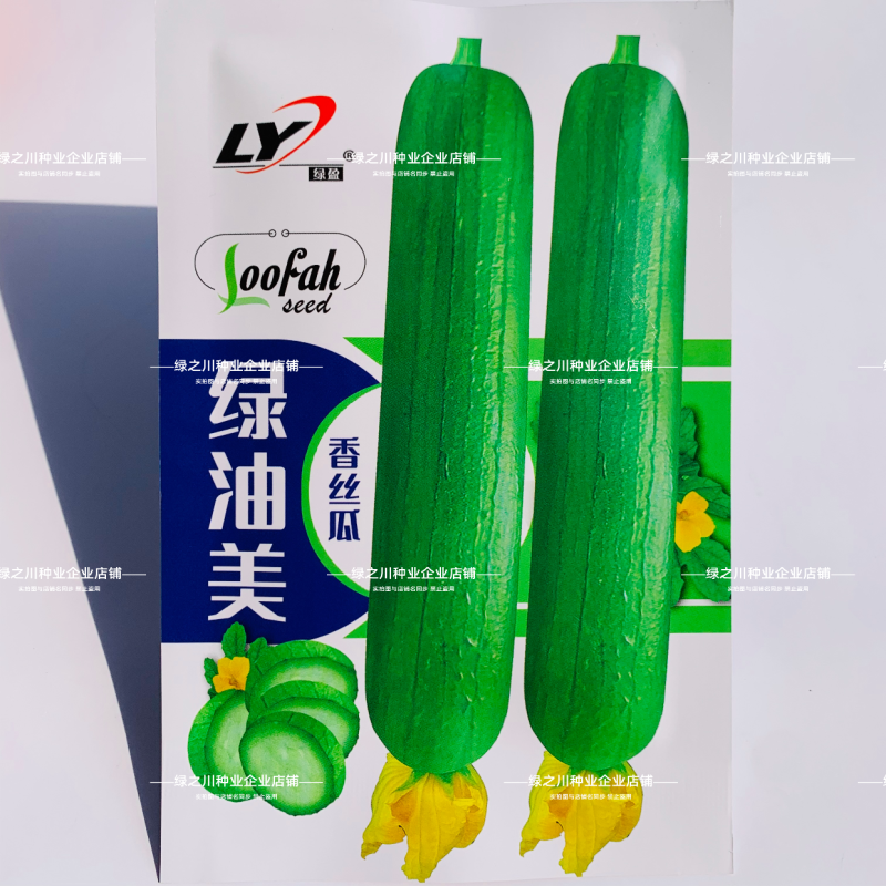 绿油美油丝瓜种子早熟杂交短棒油亮香丝瓜种子不黑汤油绿丝瓜