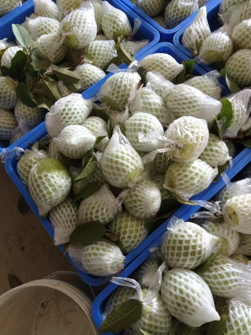 广东珍珠番石榴，可供电商，市场档口品质好价格低