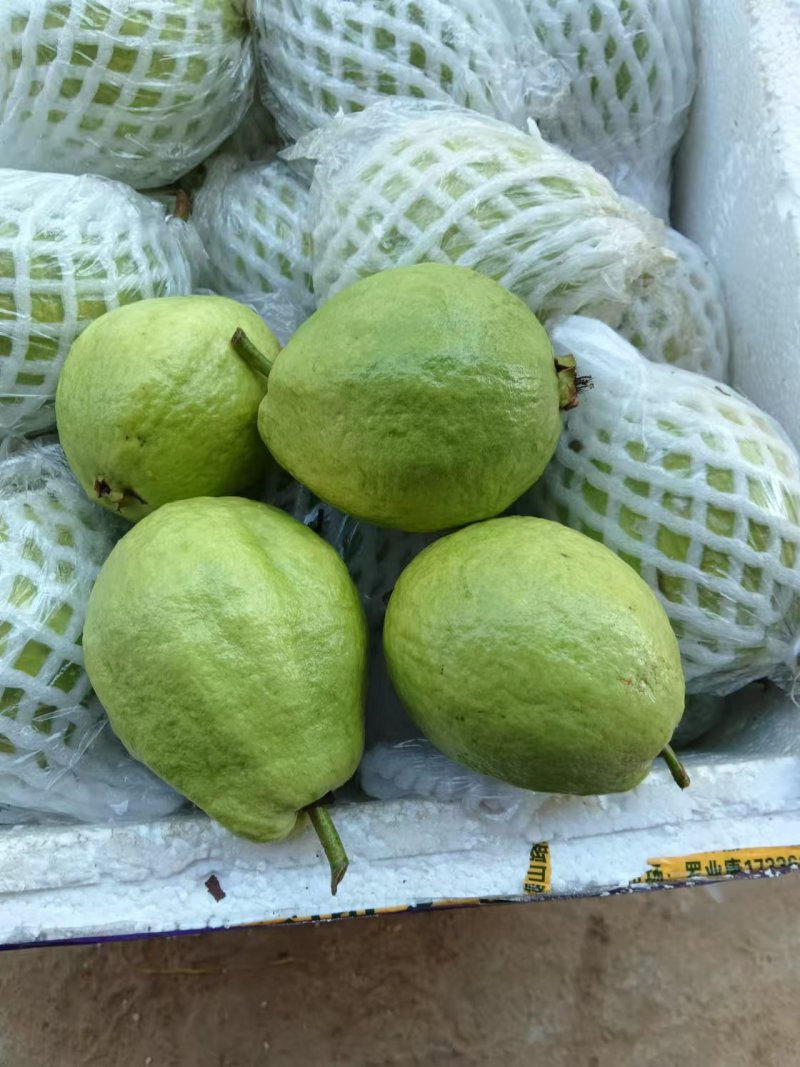 广东珍珠番石榴，可供电商，市场档口品质好价格低