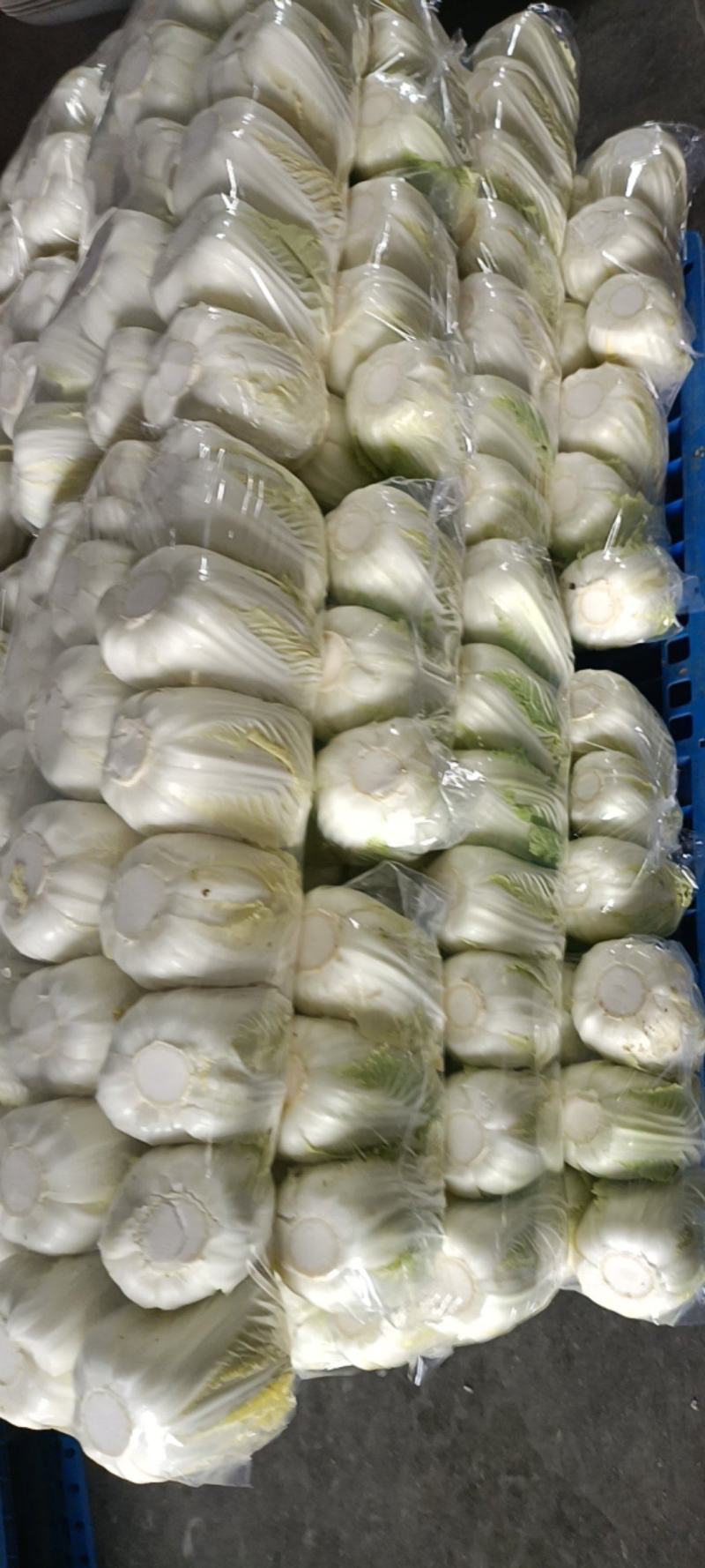 精品娃娃菜货源充足量大从优质量保证对接全国欢迎咨询