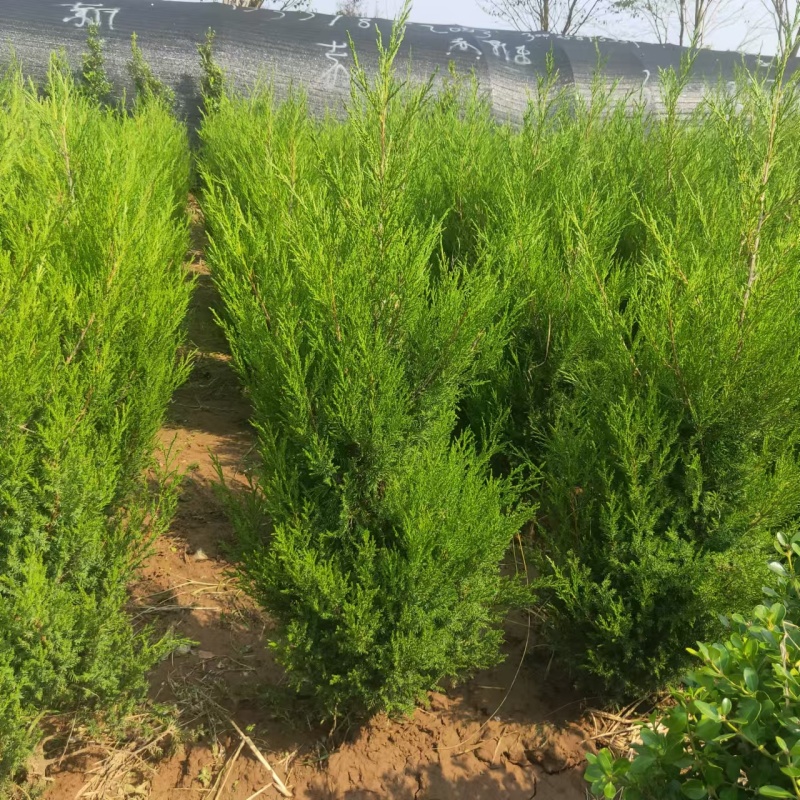 桧柏大量上市，产地直发，品质保证，量大从优