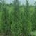 桧柏大量上市，产地直发，品质保证，量大从优