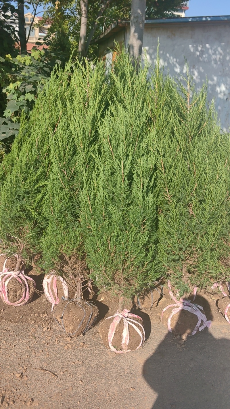 桧柏大量上市，产地直发，品质保证，量大从优