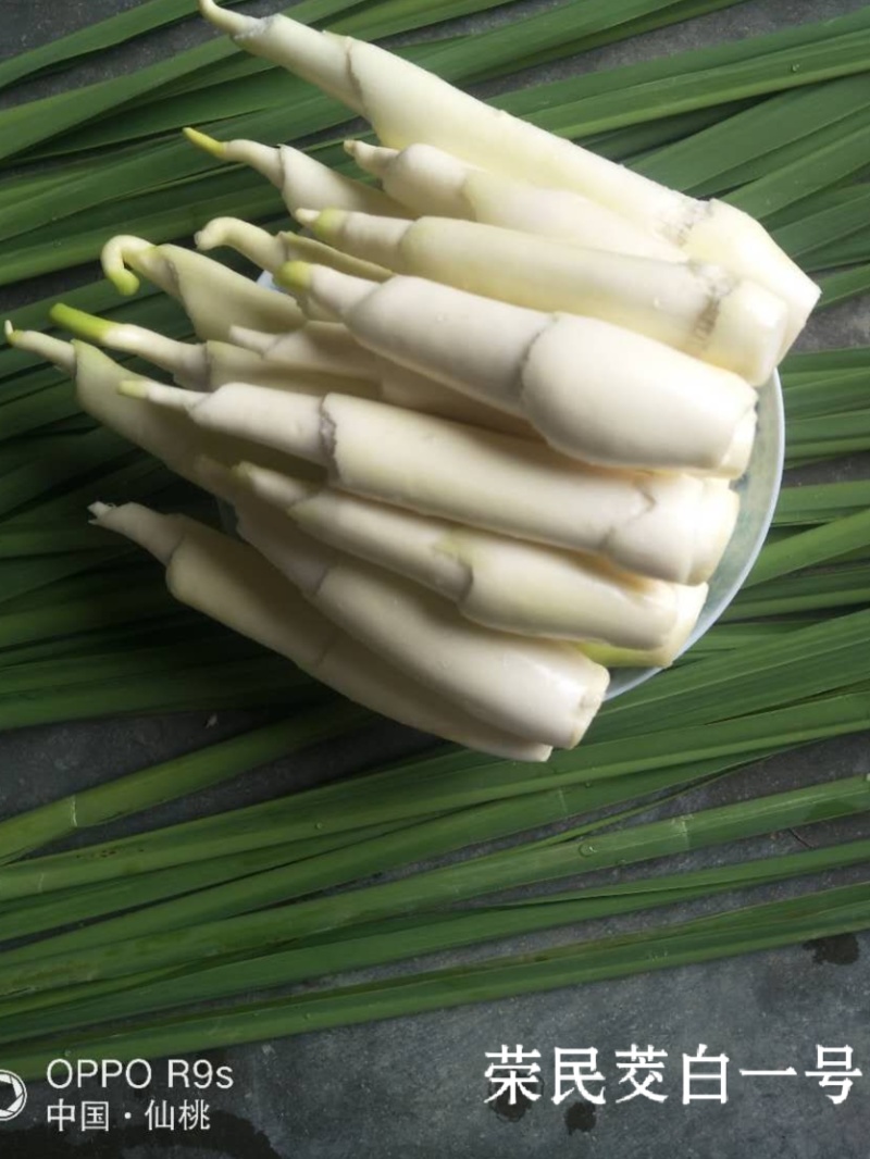 湖北仙桃双季早熟水果茭白苗/量大价优/一手货源