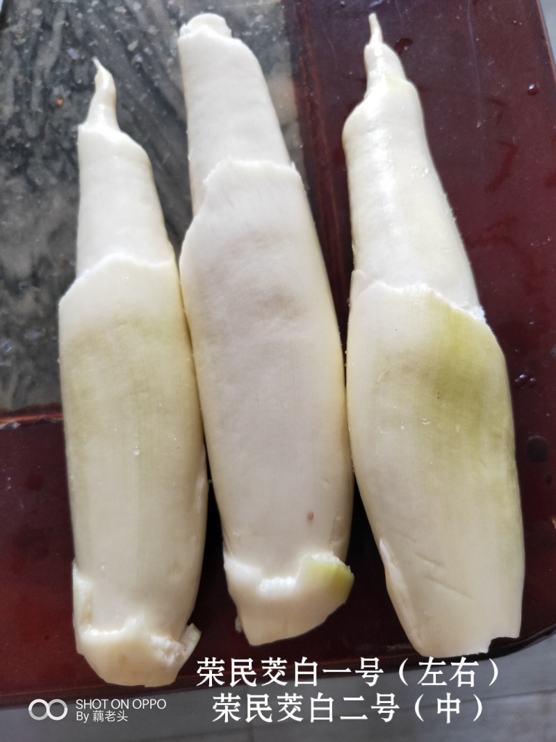 湖北仙桃双季早熟水果茭白苗/量大价优/一手货源