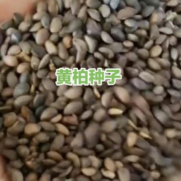 优质黄柏种子