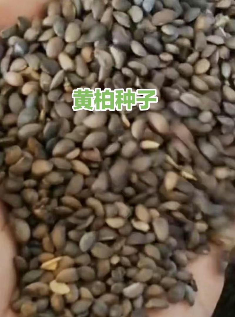 优质黄柏种子