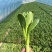 精品菜苔