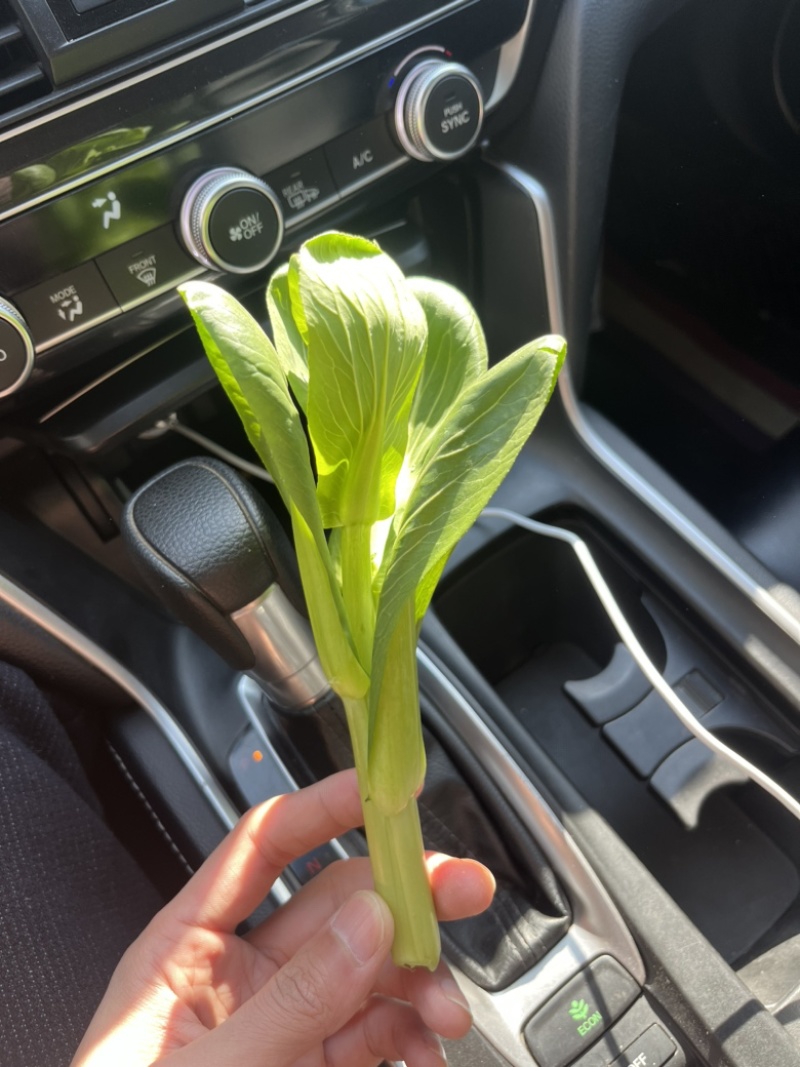 精品菜苔