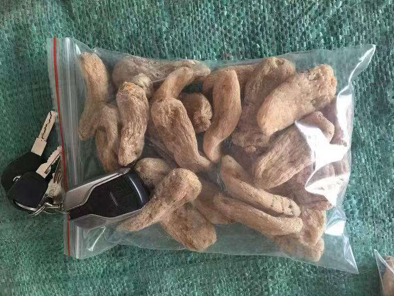 云南昭通小草坝干天麻，产地直发，批发一件代发