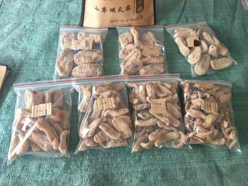 云南昭通小草坝干天麻，产地直发，批发一件代发