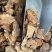 土茯苓粉质土茯苓干货无硫产品实拍质量保证