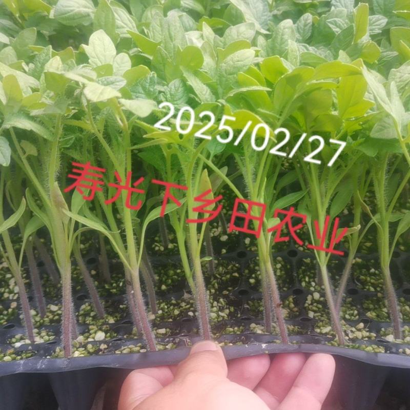草莓番茄铁皮柿子大红硬粉普罗旺斯圣女果釜山8