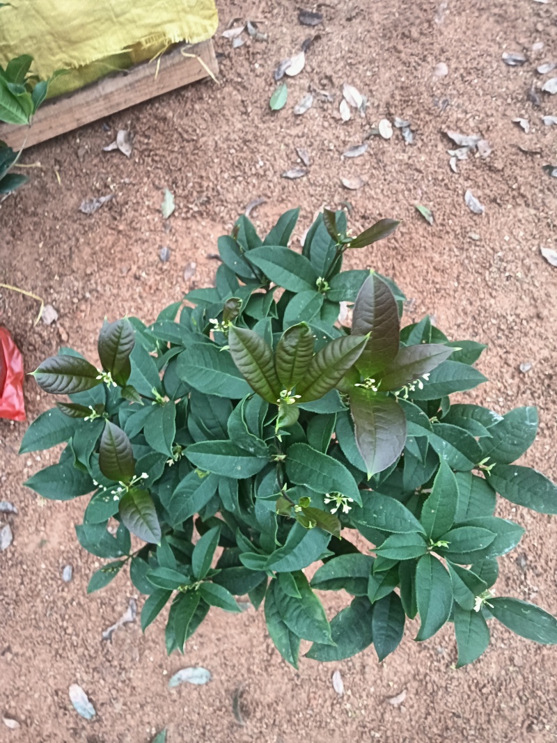 四季桂花球十六杯，冠25一件/100装