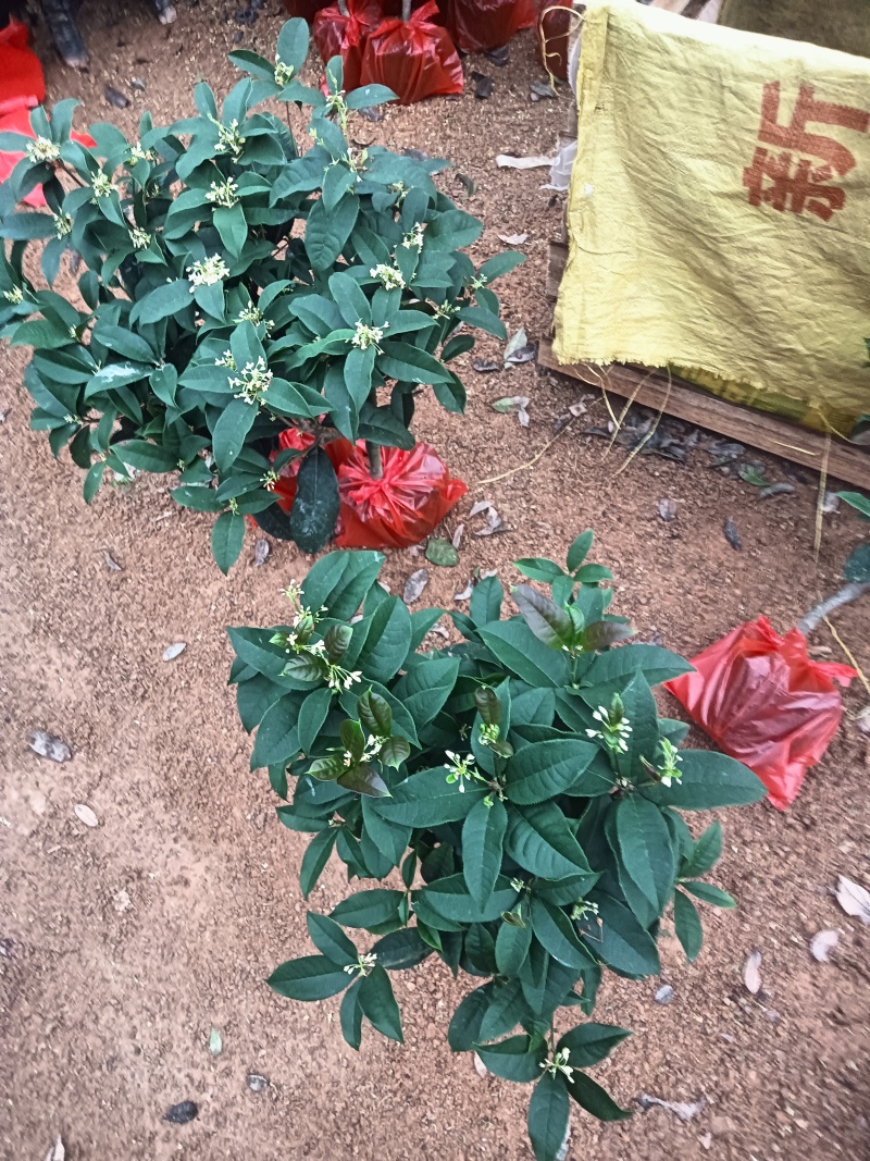 四季桂花球十六杯，冠25一件/100装