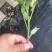 草莓番茄铁皮柿子大红硬粉普罗旺斯圣女果釜山8