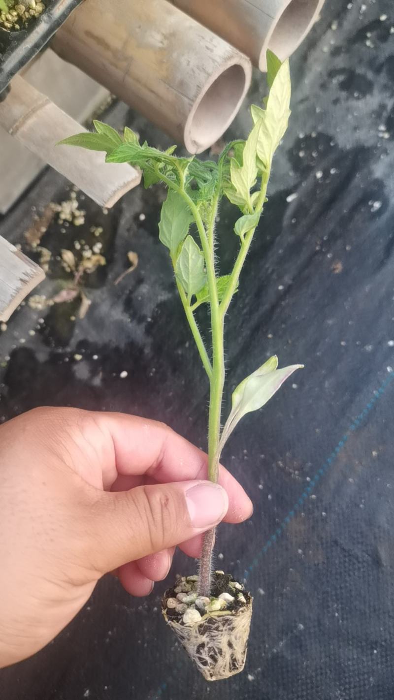 草莓番茄铁皮柿子大红硬粉普罗旺斯圣女果釜山8