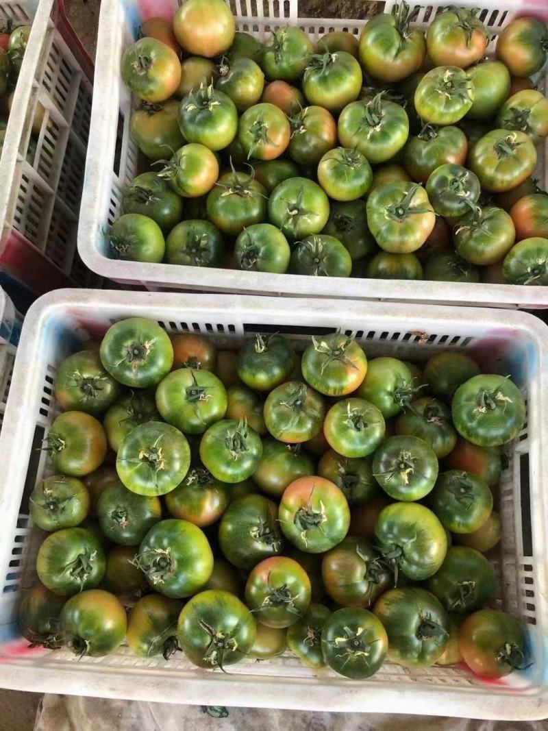 草莓番茄铁皮柿子大红硬粉普罗旺斯圣女果釜山8