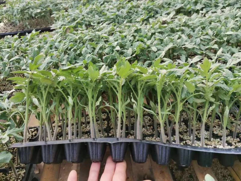 草莓番茄铁皮柿子大红硬粉普罗旺斯圣女果釜山8
