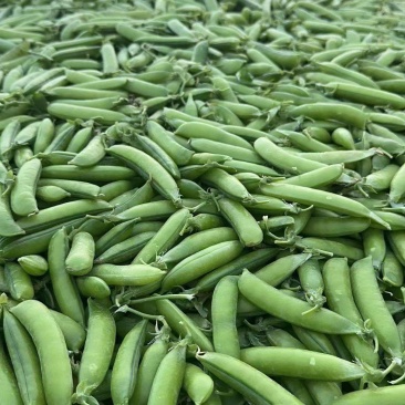 2025年湖北青豌豆白豌豆豌豆荚产地直发量大从优