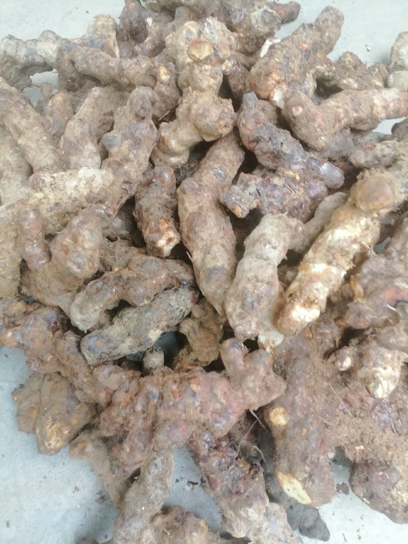 野生新鲜土茯苓一手货源直供价格美丽量大从优
