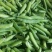 2025年湖北青豌豆白豌豆豌豆荚产地直发量大从优