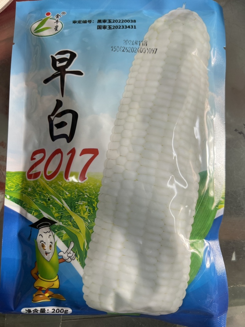 【极早熟】白糯玉米种子穗长22厘米粗5.2厘米2017