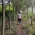 推荐精品大叶女贞树规格齐全价格实惠可实地考察成活高