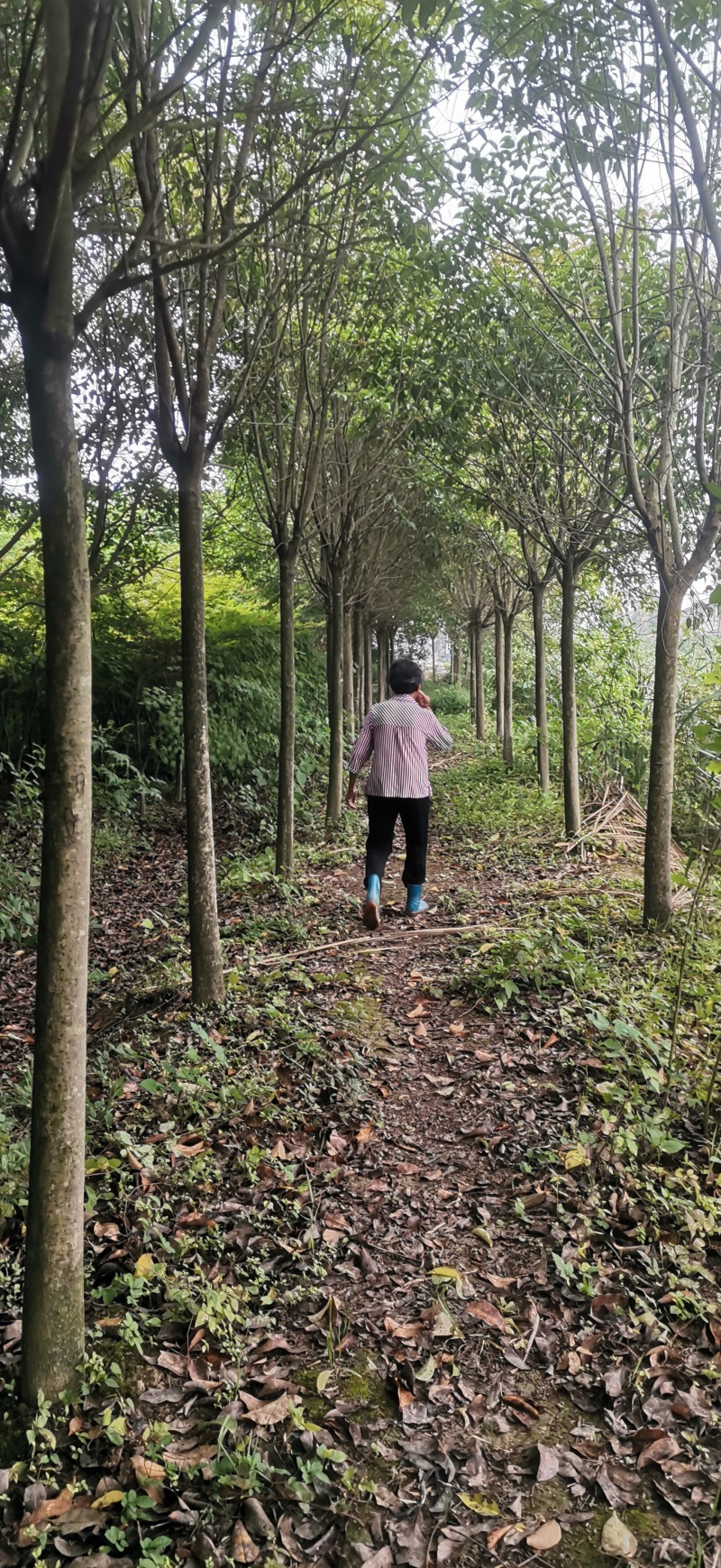 推荐精品大叶女贞树规格齐全价格实惠可实地考察成活高