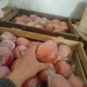 红富士以大量上市品质好，囗感甜欢迎新老客户前来发货