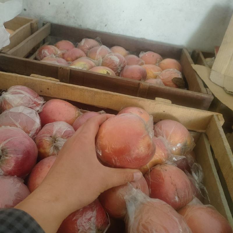 红富士以大量上市品质好，囗感甜欢迎新老客户前来发货