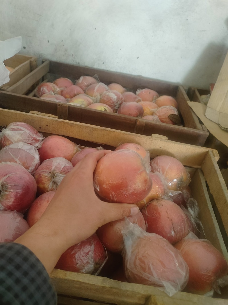 红富士以大量上市品质好，囗感甜欢迎新老客户前来发货