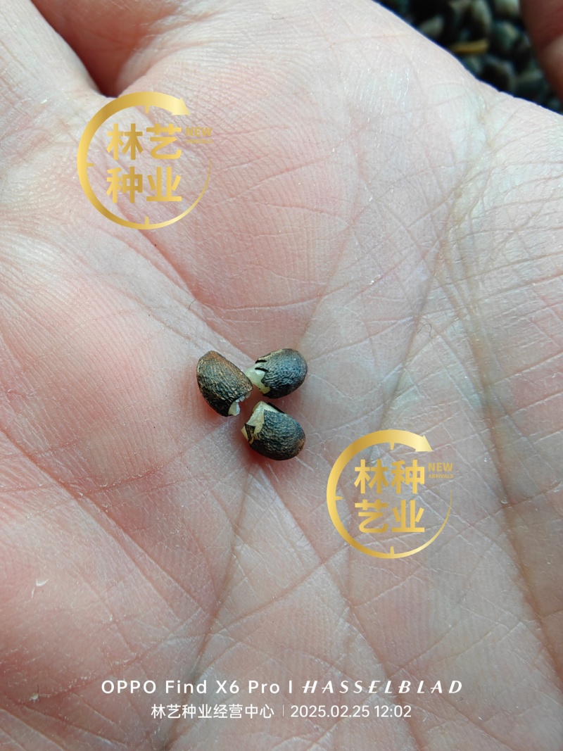 新采摘药材黄柏种子