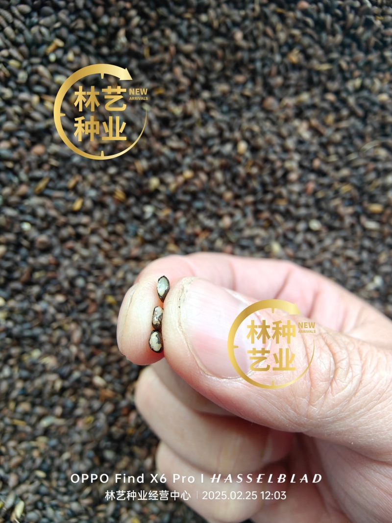 新采摘药材黄柏种子