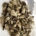 辛夷花无硫干货产品实拍质量保证