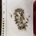 辛夷花无硫干货产品实拍质量保证