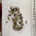 辛夷花无硫干货产品实拍质量保证
