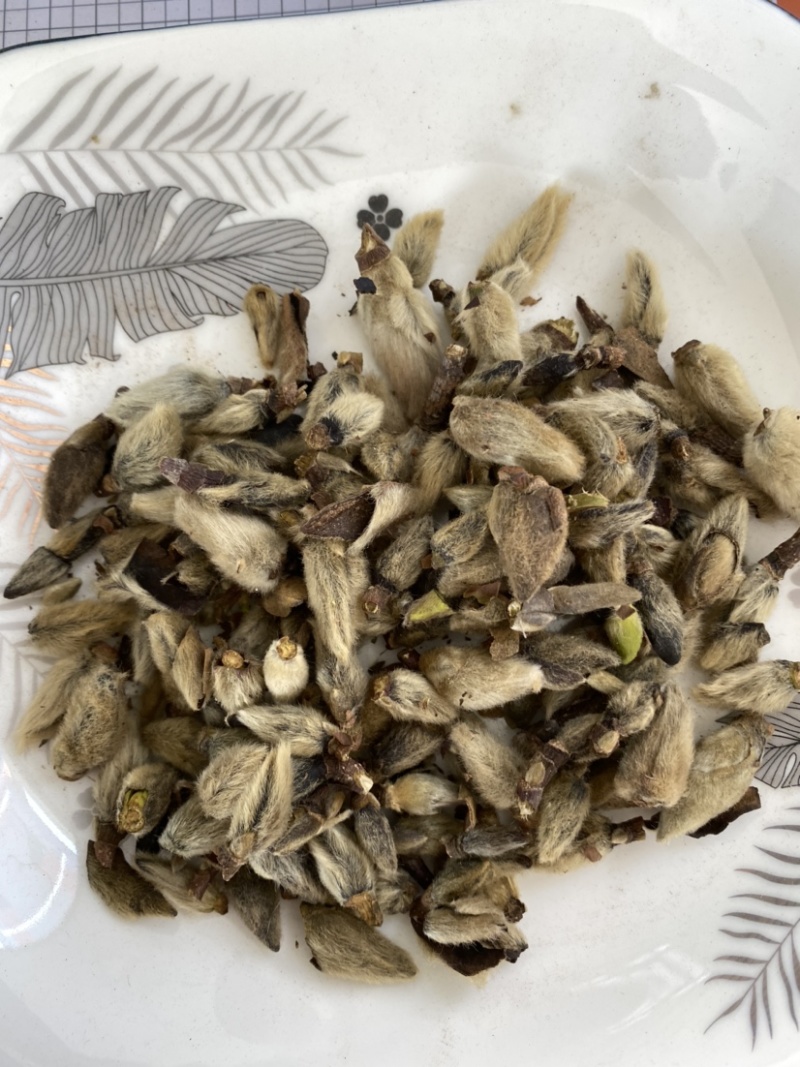 辛夷花无硫干货产品实拍质量保证