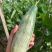 甜瓜苗嫁接羊角蜜苗绿宝苗博洋9苗西周蜜星甜20嫁接甜瓜苗