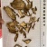 独活通货无硫产品实拍质量保证